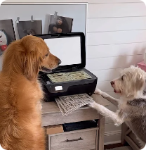 Dogs & Copier