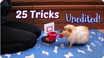 Gunea Pig Tricks