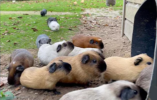 Guinea Pigs