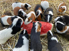 Guinea Pigs
