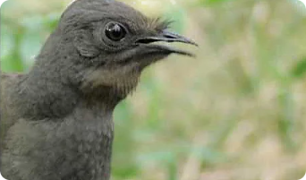 Lyrebird
