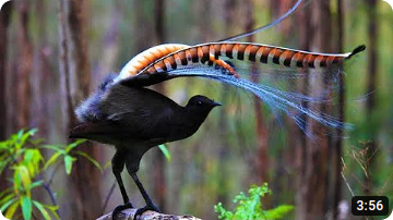 Lyrebird