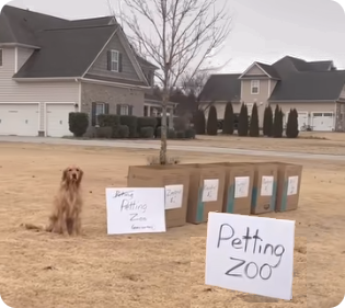 Petting Zoo